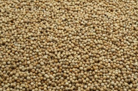 Bio Coriander ganze Samen, Koriander